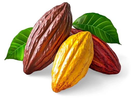 Foto de cacau